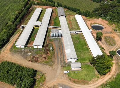 Granja de Suínos - Aparecida